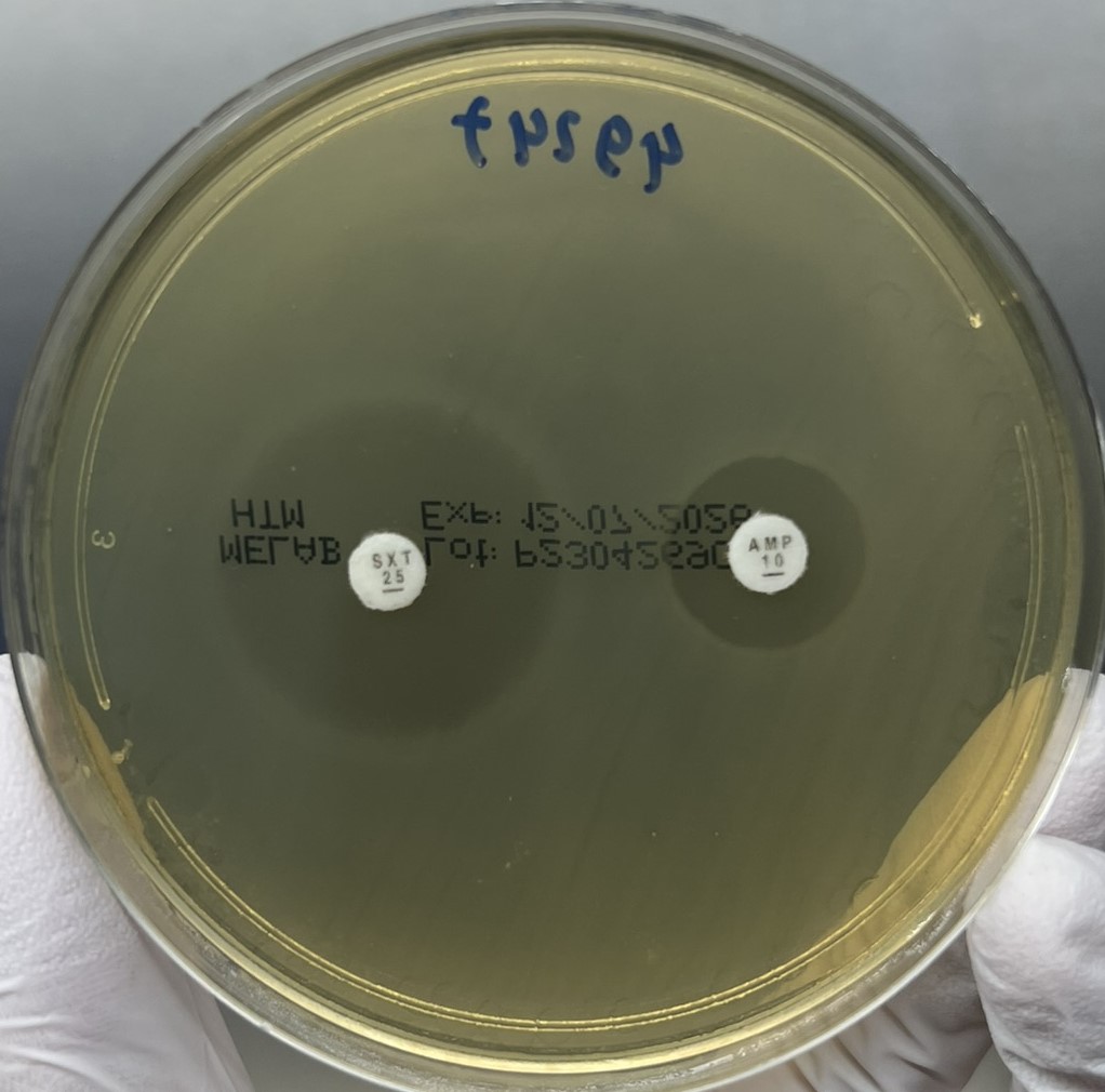 MELAB Haemophilus Test Medium 